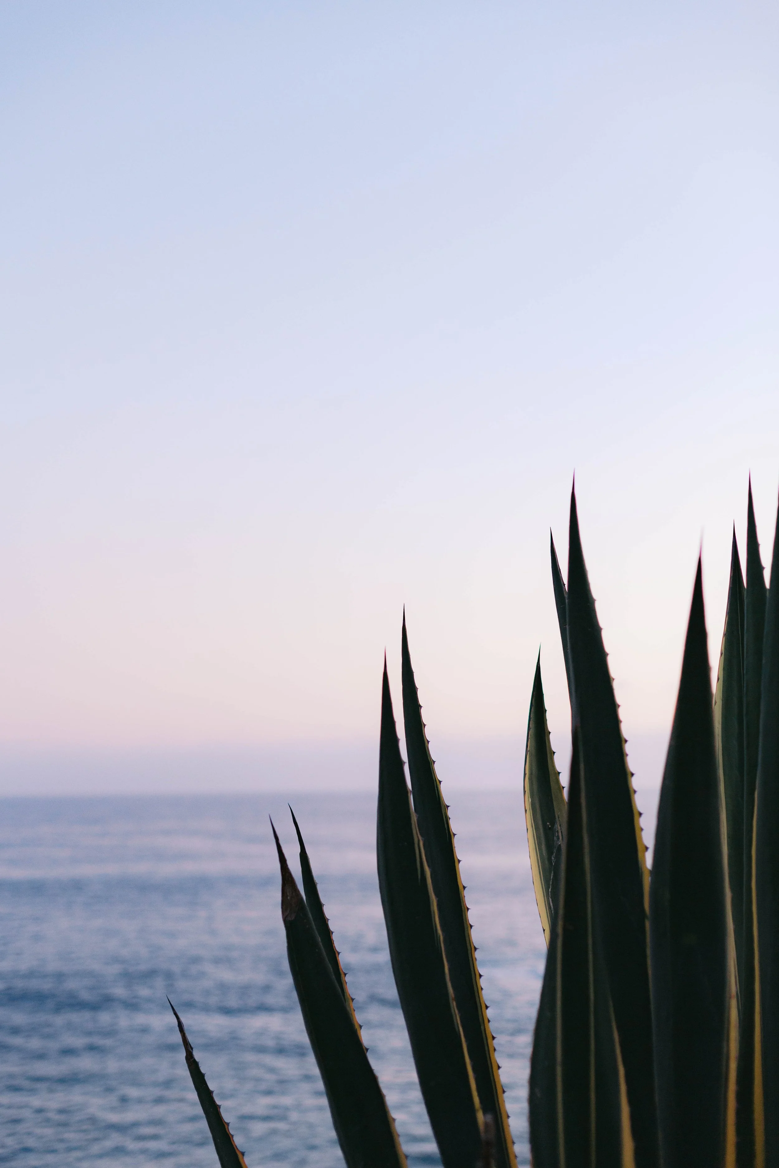 laguna-beach-proposal-photographer-alissa-noelle-photography-73.jpg