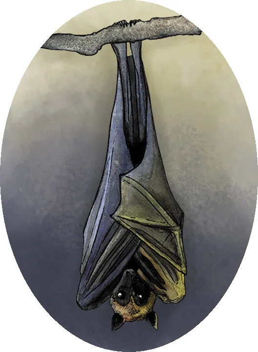 bat_image.jpg