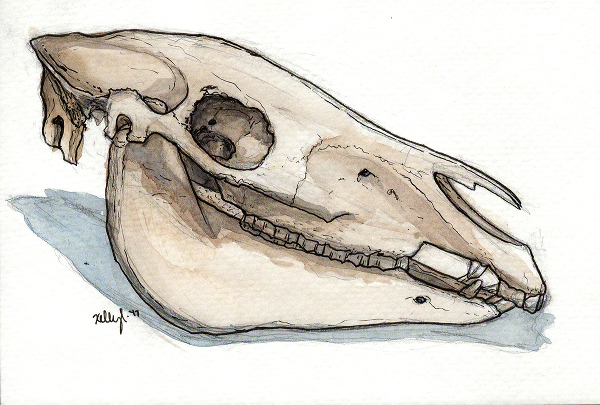 30 min- 1 hour watercolor life drawings or still death death sessions done once a month from a skull collector in Portland. Collected paintings over the last 3 months of sessions.