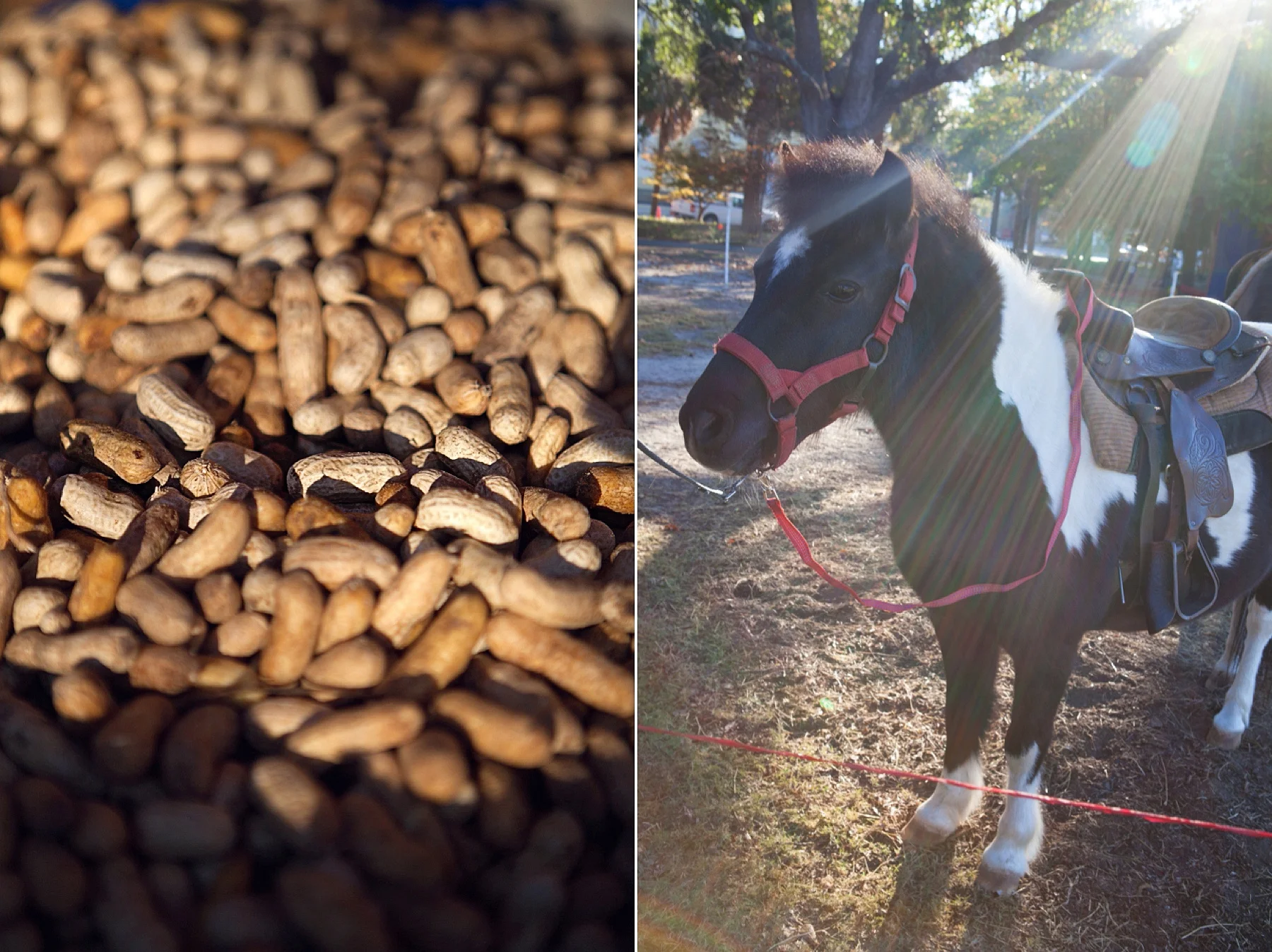 peanuts & a pony