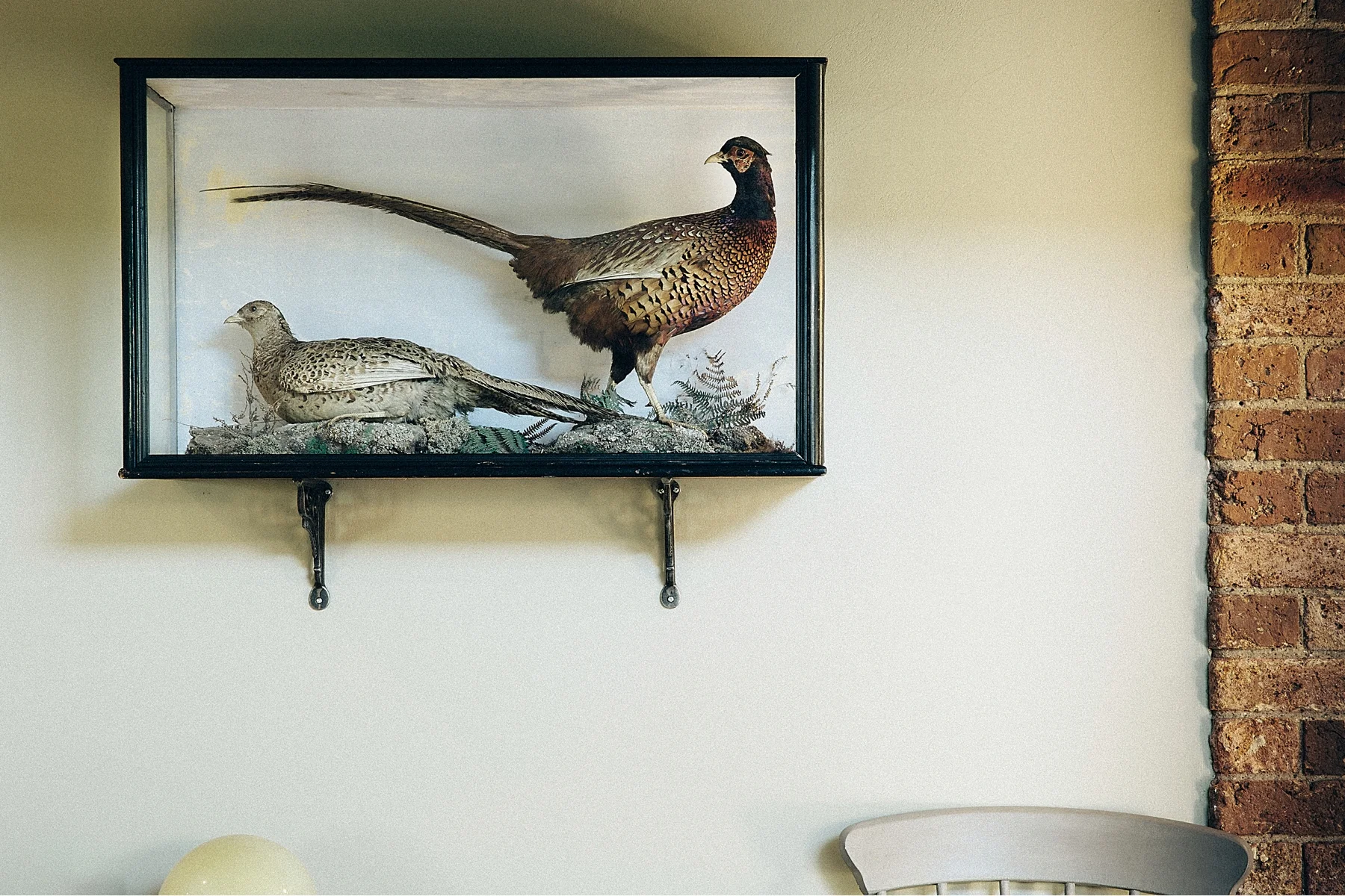 Display case with mounted pheasant and quail on a wall, adjacent to a brick wall and a chair.