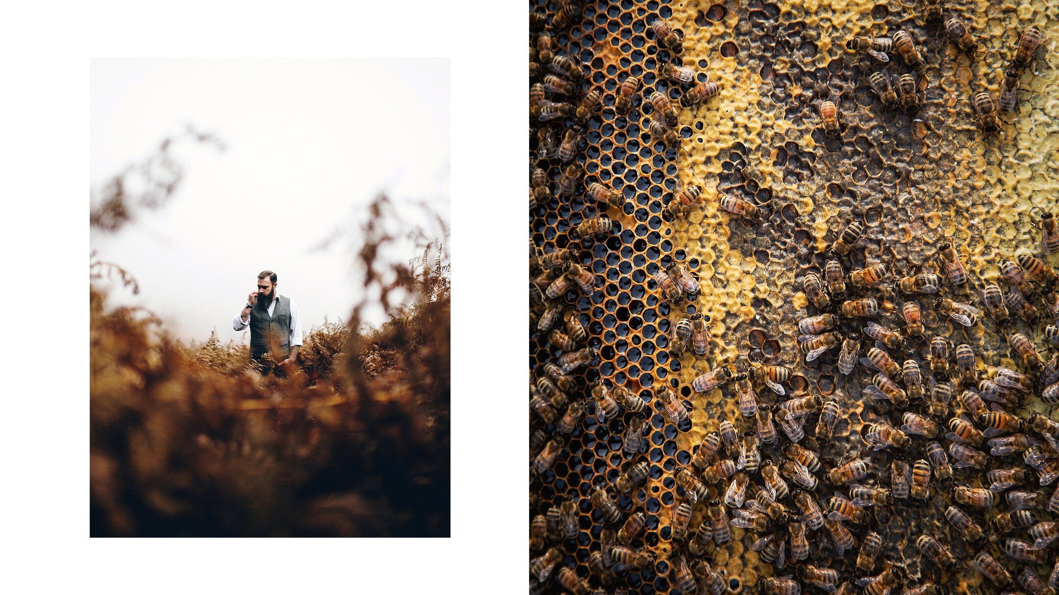 Busy bees at their honey making; and my dear friend and fellow photographer Craig George amongst the ferns in the Brecon Beacons. 

Bees are from our book, A Rising Tide and feature @canoecovehoney 
.
.
.
#PortfolioPages #portfolio #thisismyart #wwll