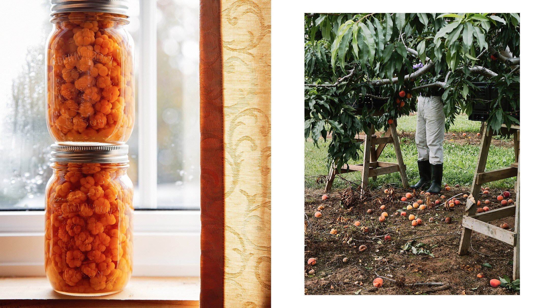 Inspired by the wave of warmth and the promise of growing things. Peaches in Nova Scotia and @foodcultureplace's preserved bakeapples in Newfoundland. More pages from the portfolio. In our workshops we do a portfolio dive and teach you how to put you