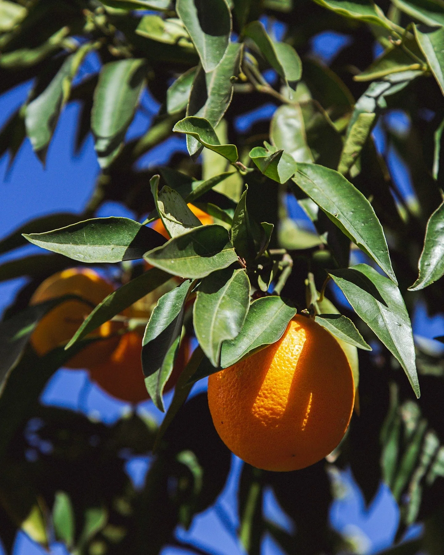 SPAIN 2024

personal photo dump from work wanderings in 2024
.
.
.
#spain #travellingphotographer #photosfromtheroad #travelphotos #travelphotography #travelphotog #culinarytravel #livetotravel #epicurean #foodphotographer #condenast @condenasttravel