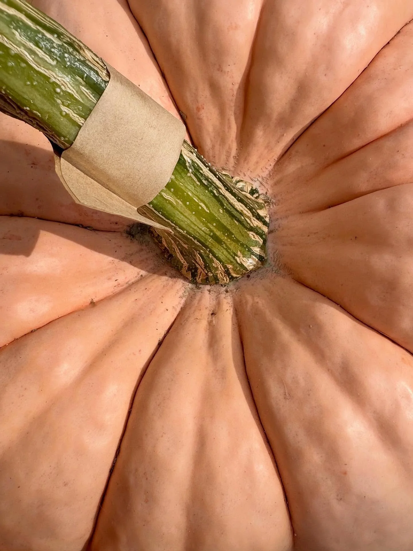Prettiest pumpkin I ever did see. @merridalecider 
.
.
.
#autumncore #autumnaesthetic #pumpkincore #thisishalloween #pumpkinpatch #foodphotographer #vancouverfoodphotographer #merridalecider