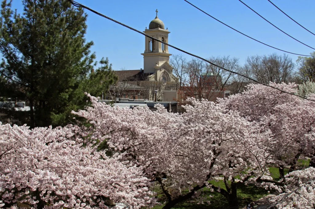 41st Annual Cherry Blossom Festival