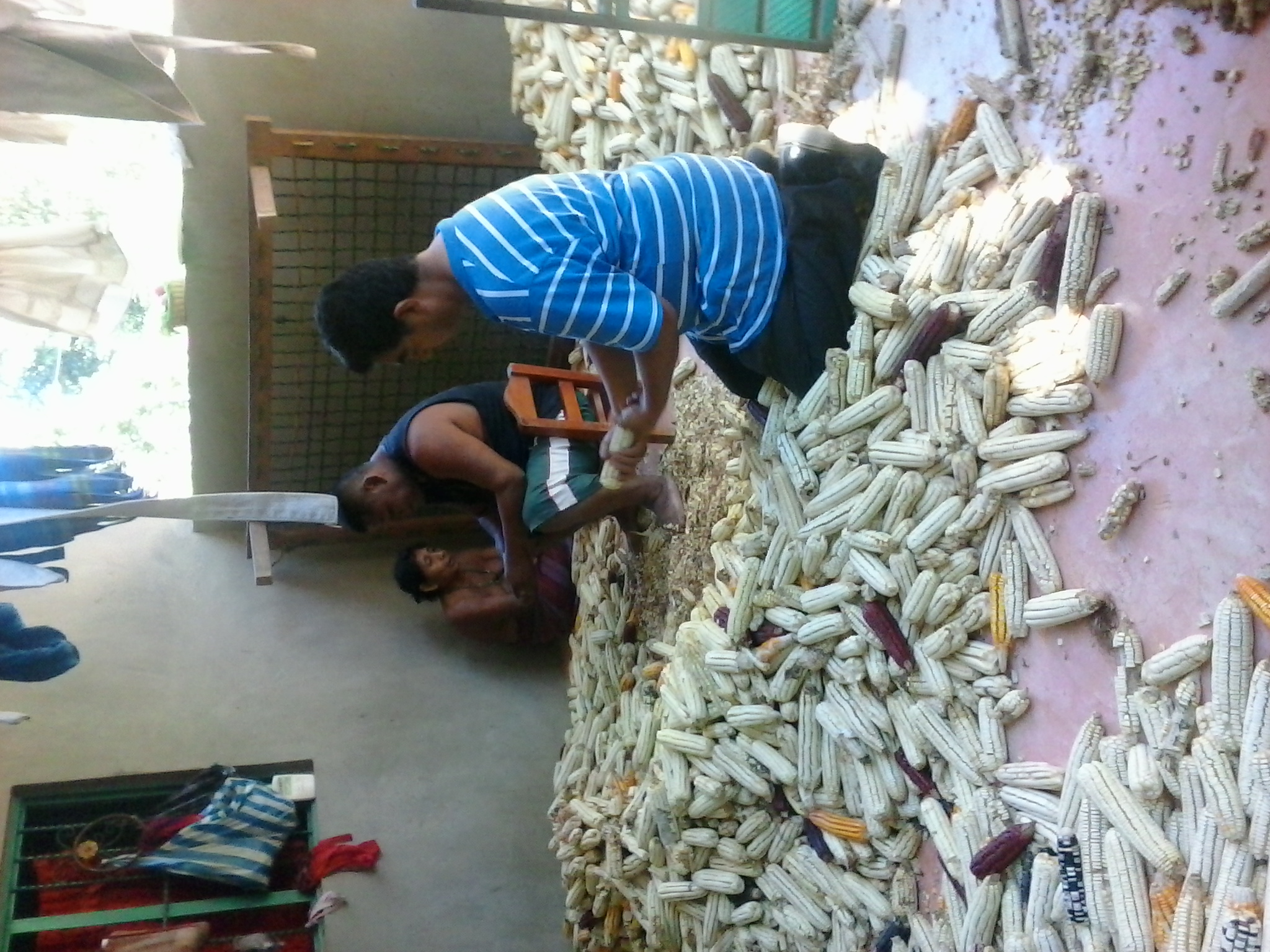  Norberto helping to shell dried corn to be ground for tortillas 