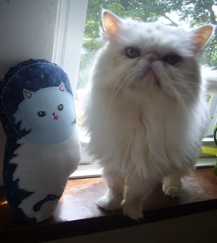 kitty pillow and Duders
