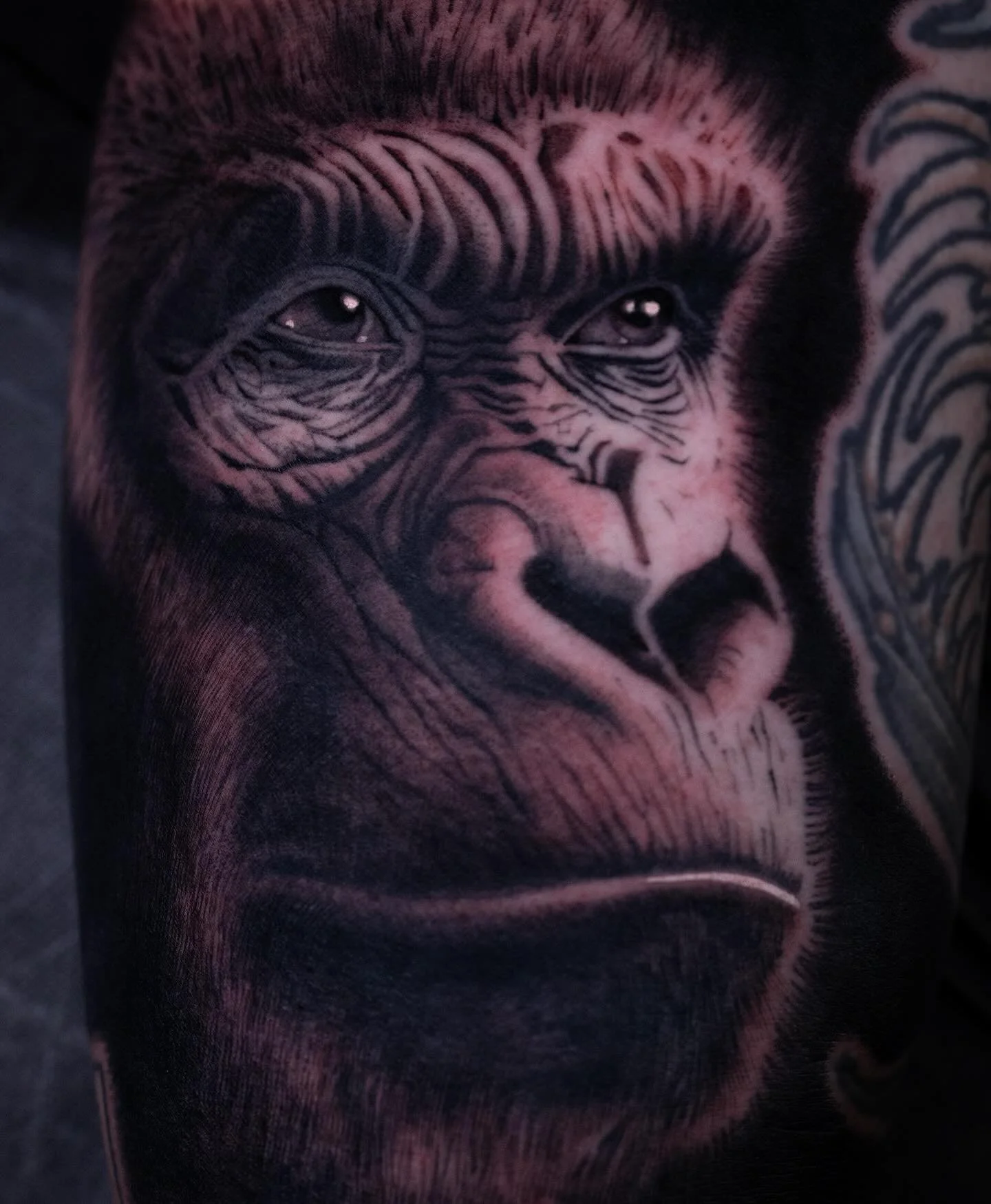 Gorilla on the inner arm. Thank you!

#fusion_ink #goldenmoongallery #nickchaboya #tattoo #sanmateo #sanjose #sanfrancisco #bayarea #california