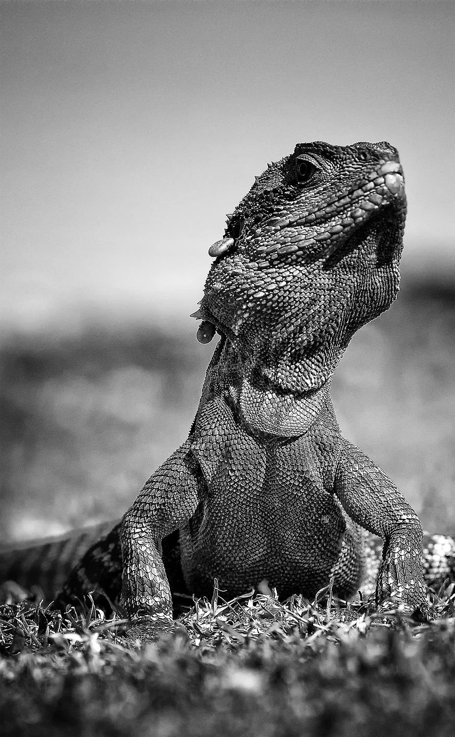 A Little Intimidating - Peter Ward