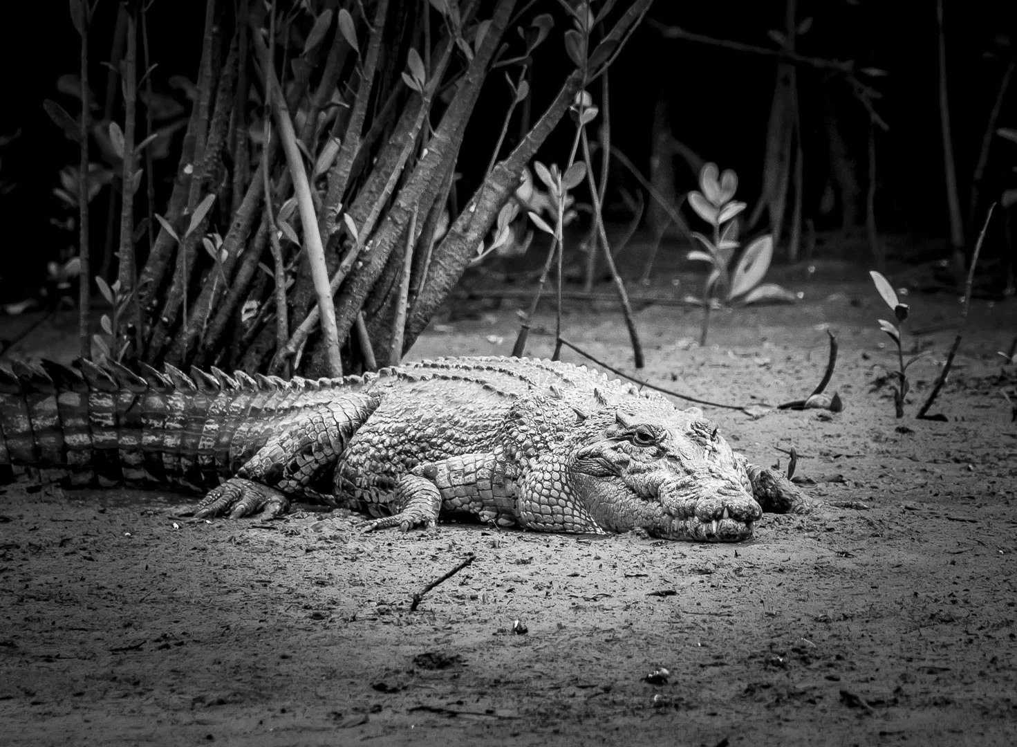 Rob Wagner - Daintree Friend
