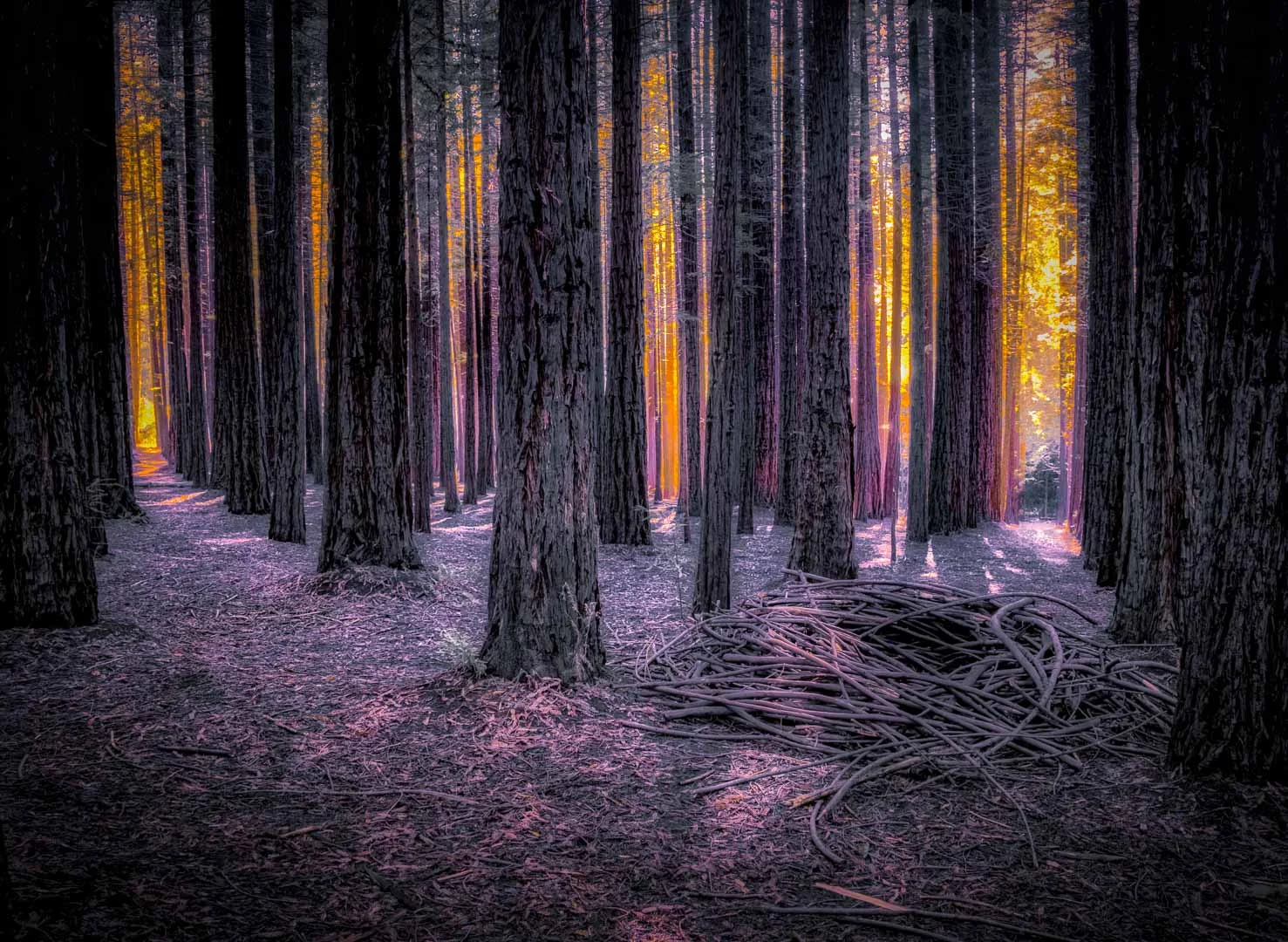 Rob Wagner - Forest Dawn