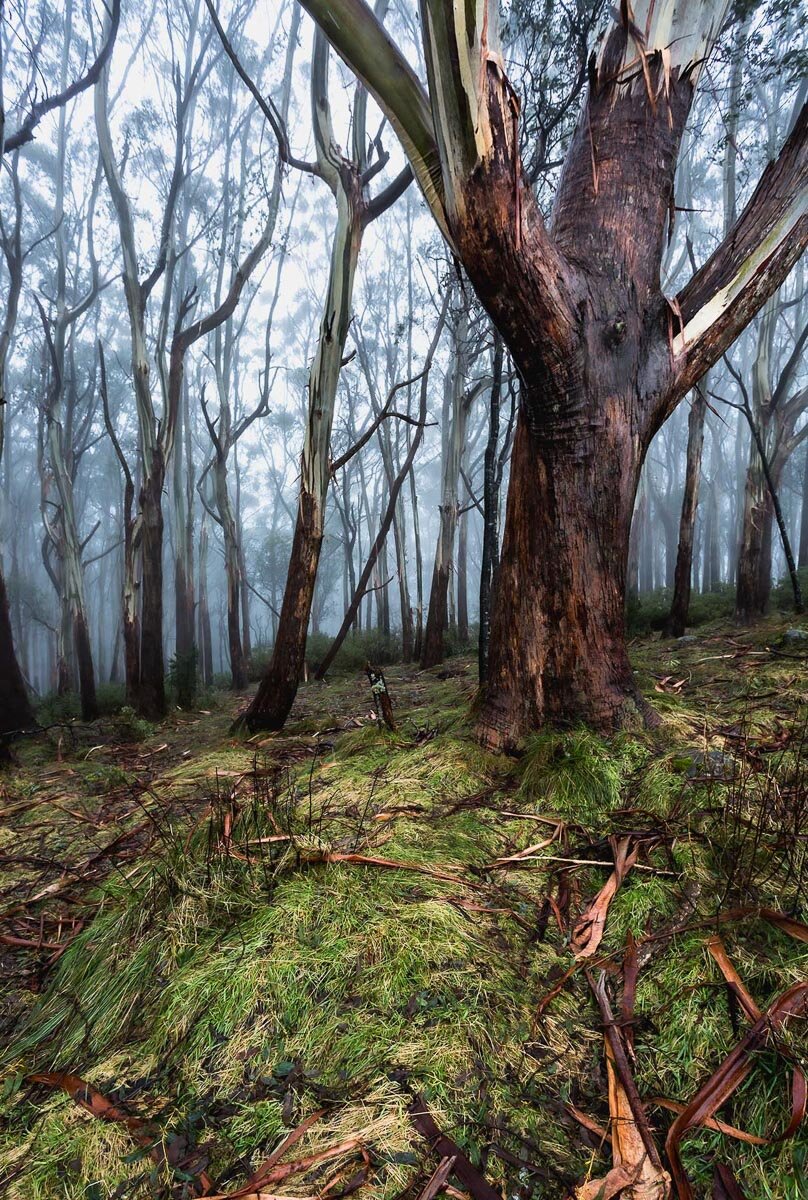 Into the Mist - Rob Field