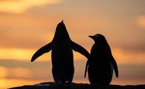 WORKSHOP - Polar Wildlife Photography