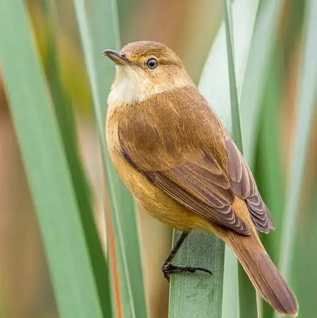 PHOTOSHOOT: Yarra Glen Wetlands Walk