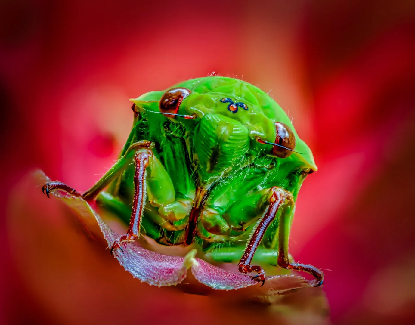 WORKSHOP: Hands-On Macro Photography