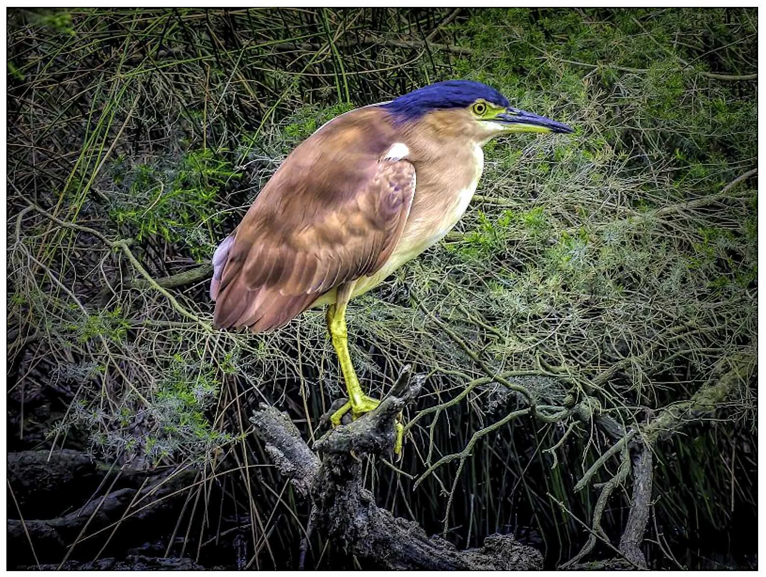 WORKSHOP: Bird and Garden Photography in the Yarra Ranges