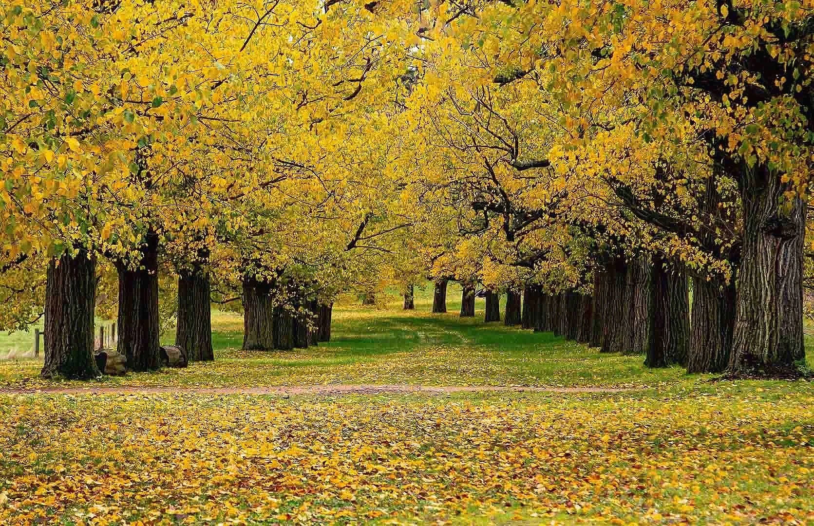 Laneway of Gold-CD-Linda Lyons jpg.jpg