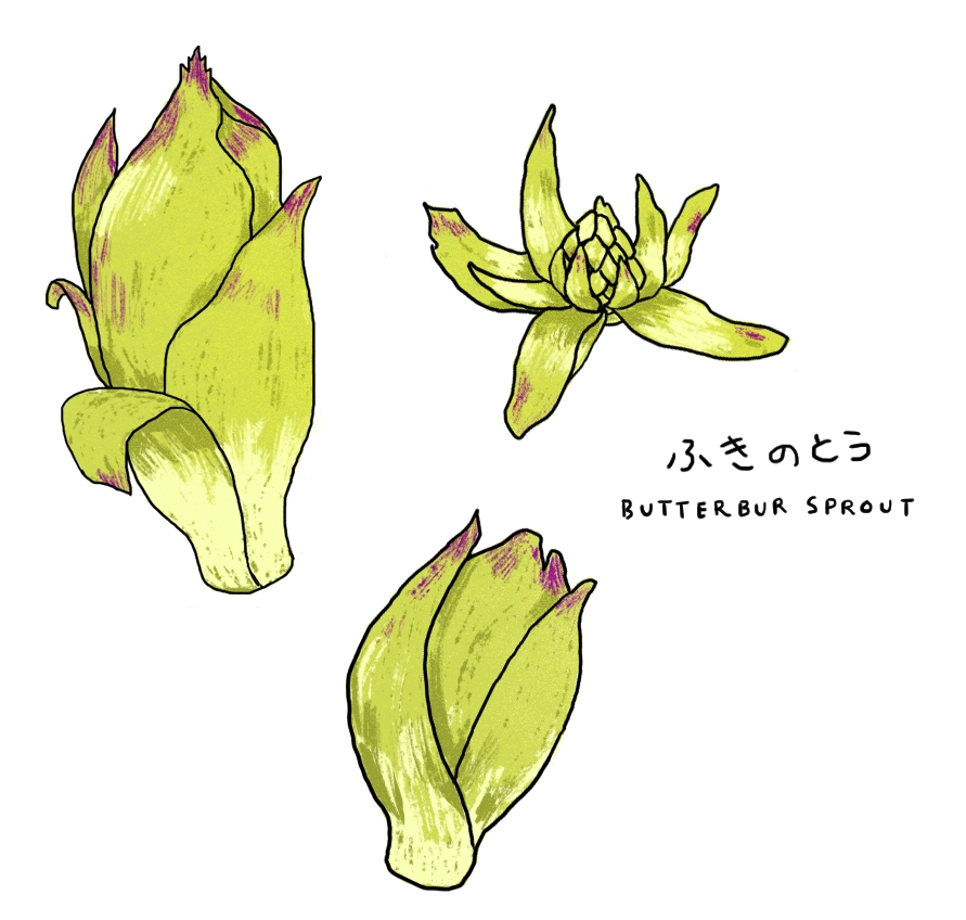 Justine-Wong-Illustration-Fukinoto-butterbur-sprout-foraging.jpg