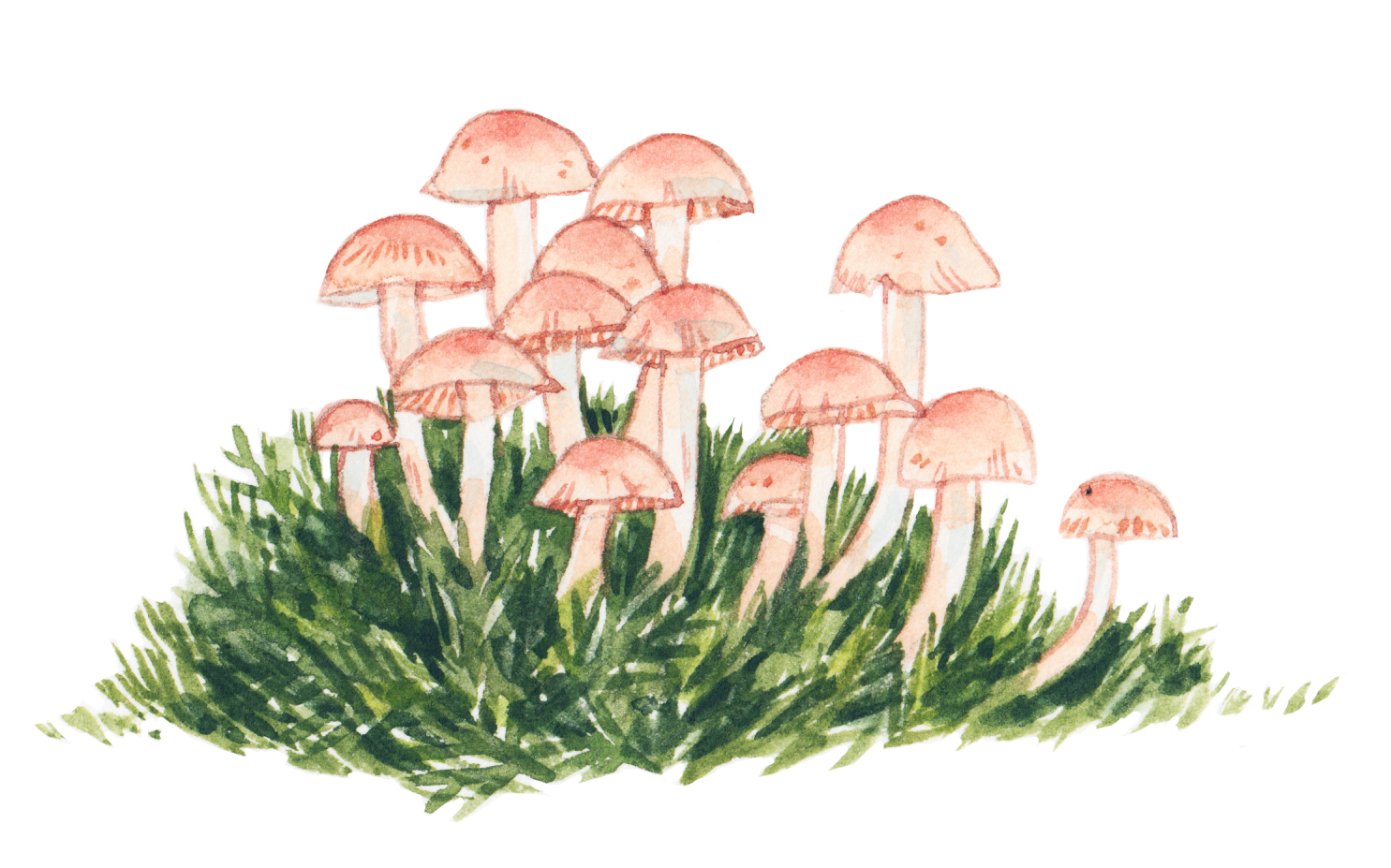 Justine-Wong-Illustration-Food-Mushrooms.jpg