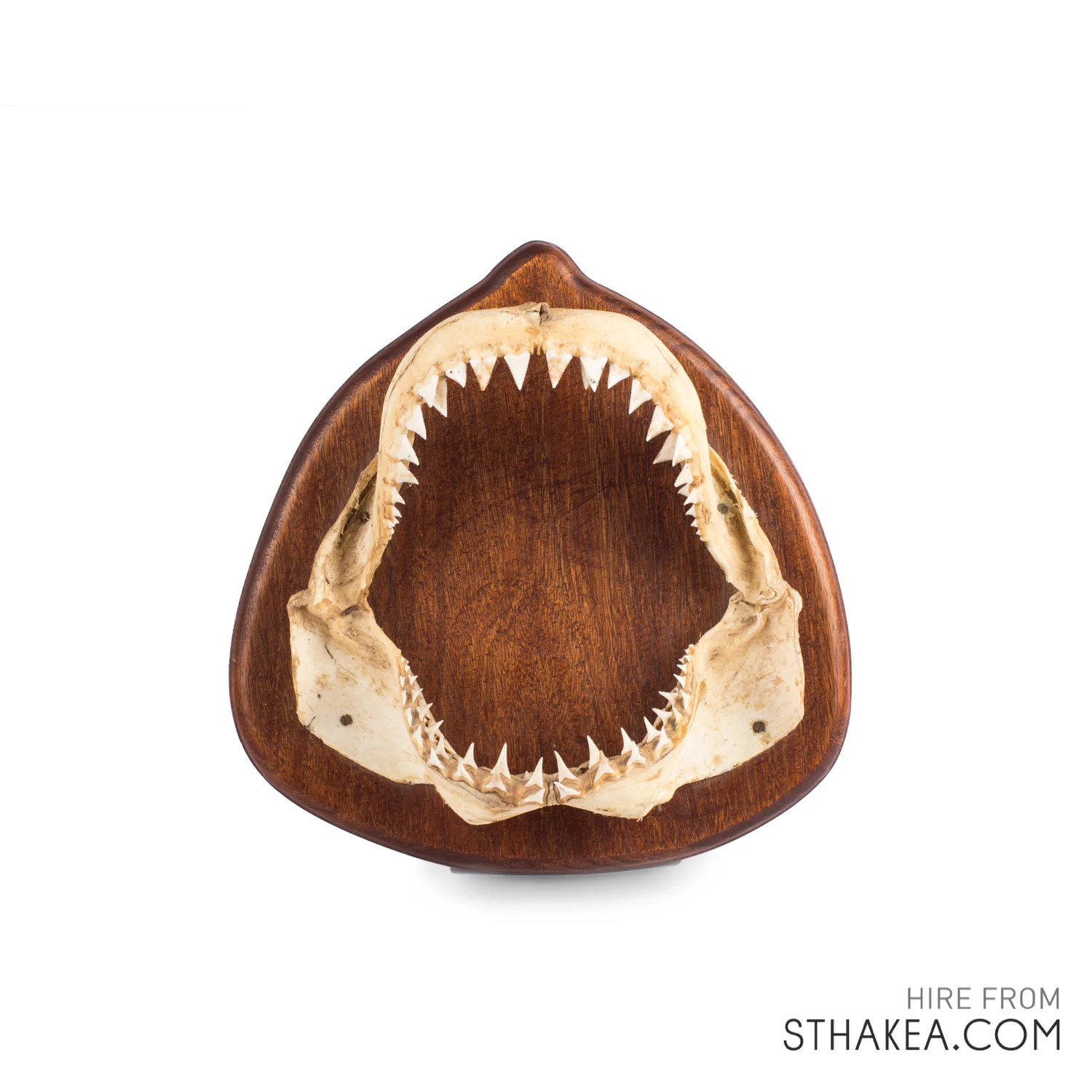 St-Hakea-Melbourne-Event-Hire-Shark-Jaws.jpg