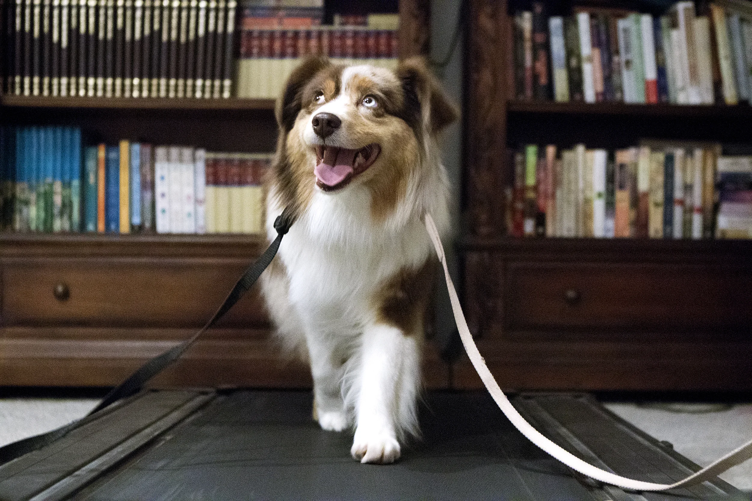 Kiara, a 4-year-old Miniature American Shepherd, exercises on a treadmill on February 4 in the basement of owner Jerisha Ganske's home on Highway 50. Ganske and Kiara are preparing to go to New York City this week to compete in the Westminster Kennel Club Dog Show.