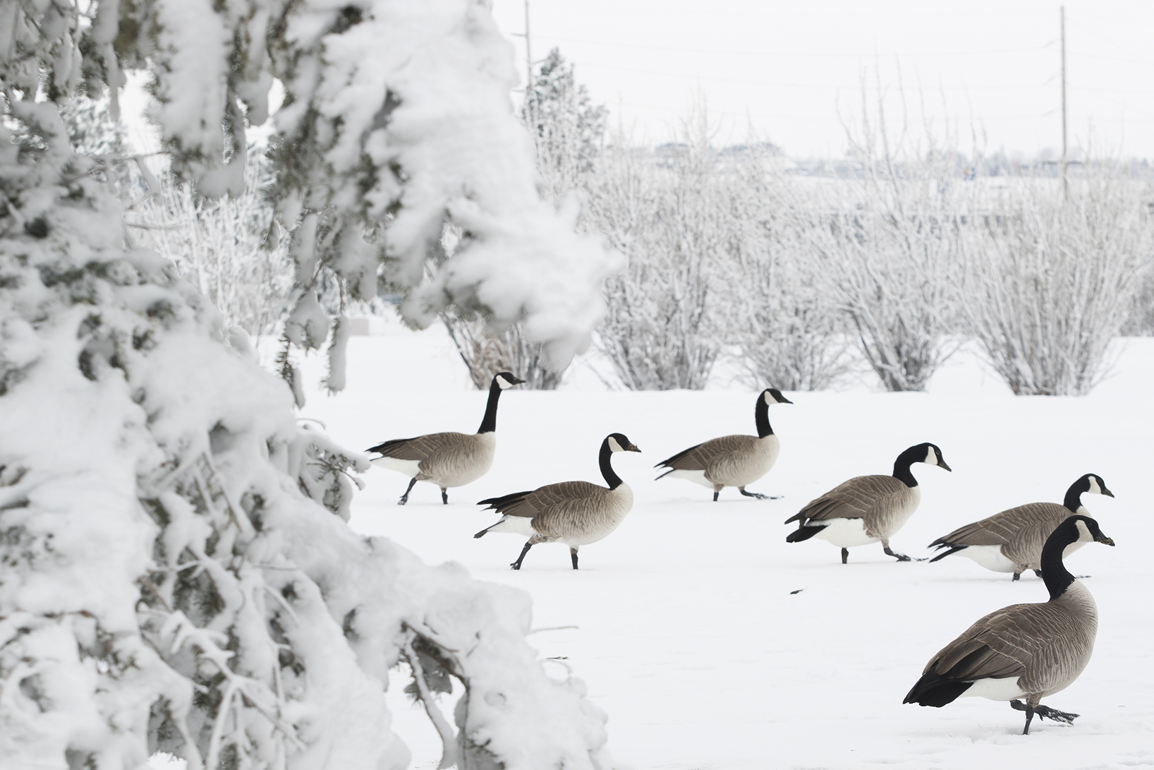 Canada geese walk across the blanket of snow at Bicentennial Park Wednesday afternoon. According to the National Weather Service rain Thursday night is expected to turn to snow around midnight, continuing into Friday morning.