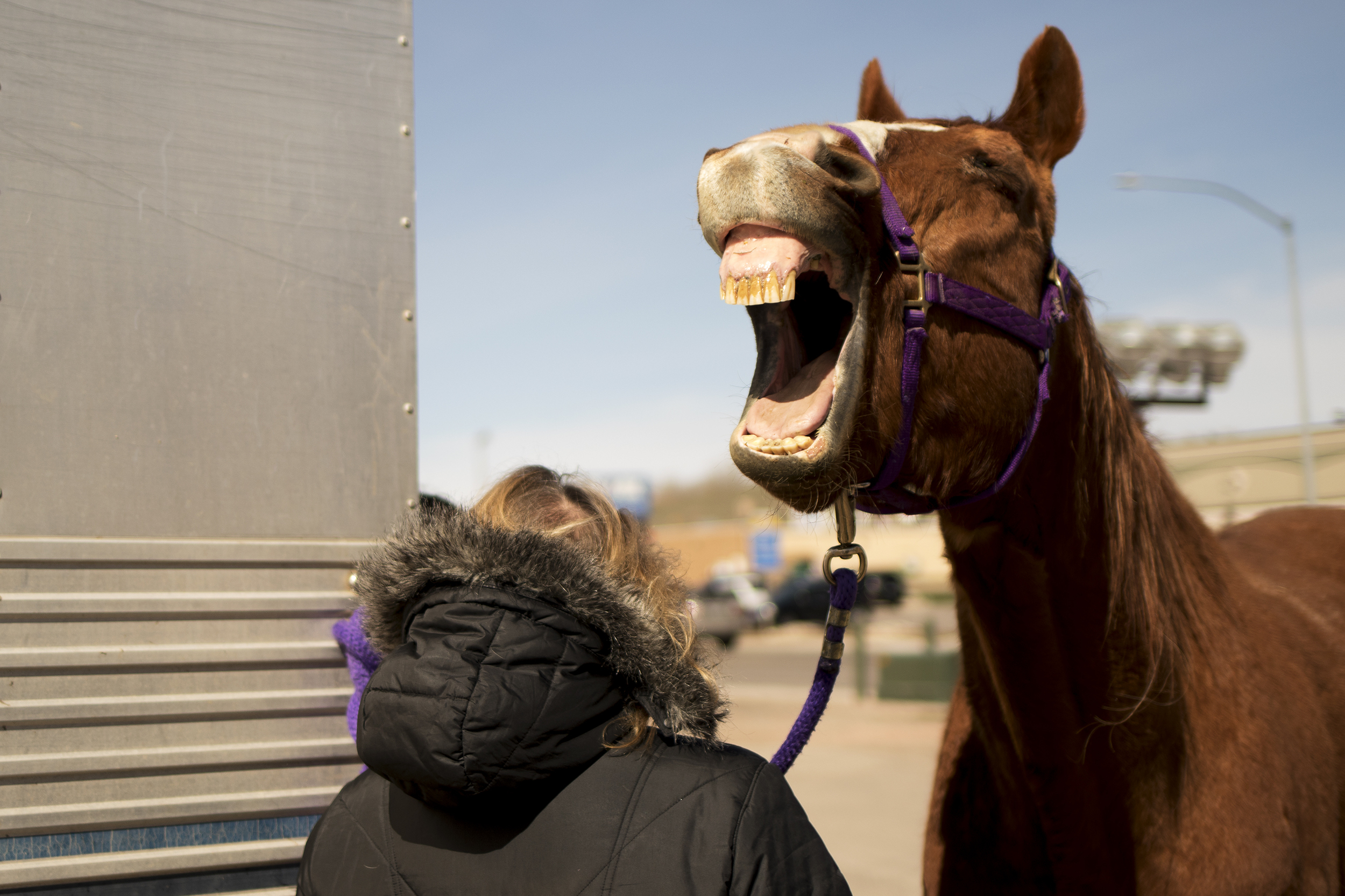 Tank, a 20-year-old retired roping horse, yawns in the parking lot behind Red Hills Veterinarian Hospital after seeing Dr. Nicole Cressey for a scratch on his eye on Wednesday morning.