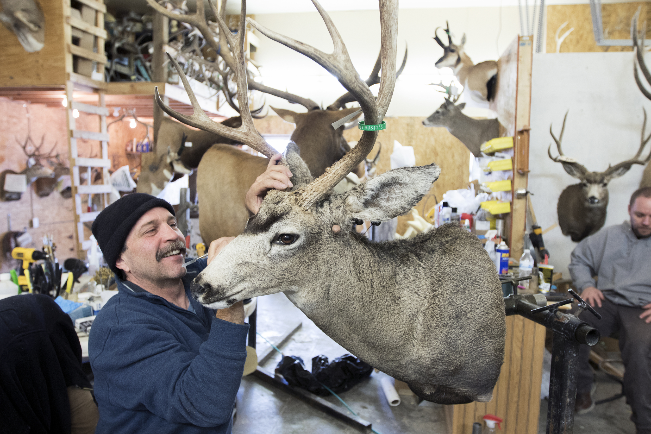 Brad Smith puts the finishing touches on a mule deer mount at Rusty's Taxidermy on April 1. The Western Regional Taxidermy Championship will be in Gillette Wednesday through Sunday at the Cam-plex Wyoming Center.