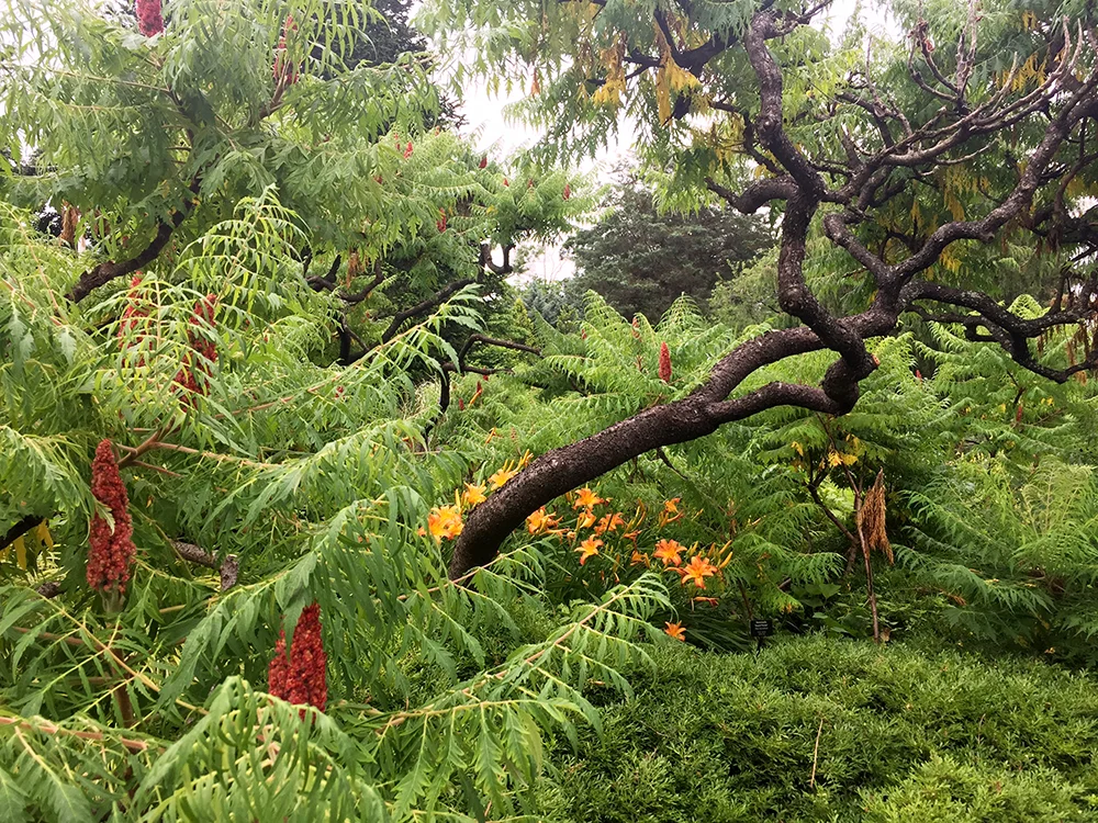Wild garden at Wave Hill, Bronx, N.Y. | Photo credit: Rose Spaziani