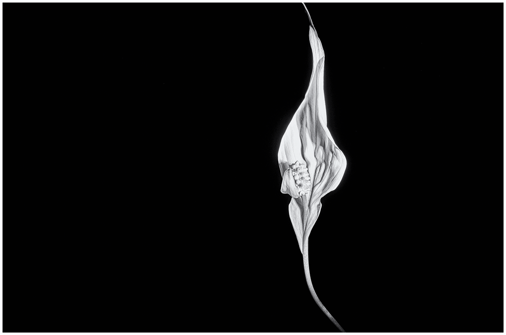 Flowers2739.png