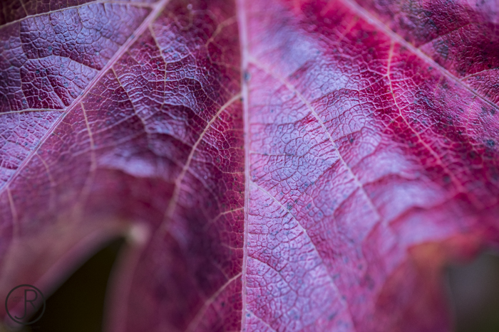 Herbstblatt