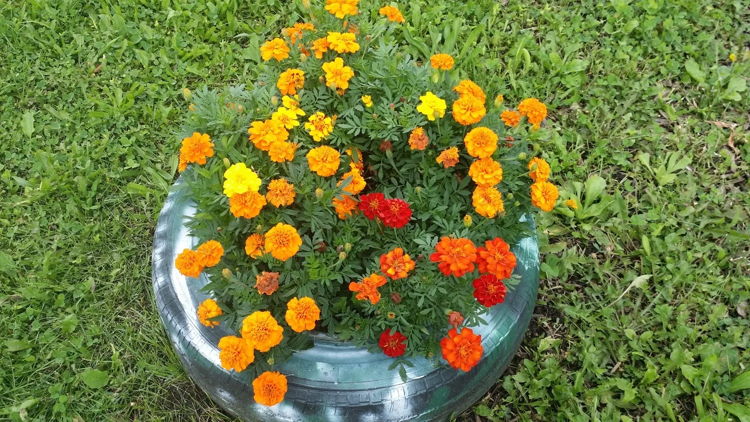 Marigolds in The Garden
