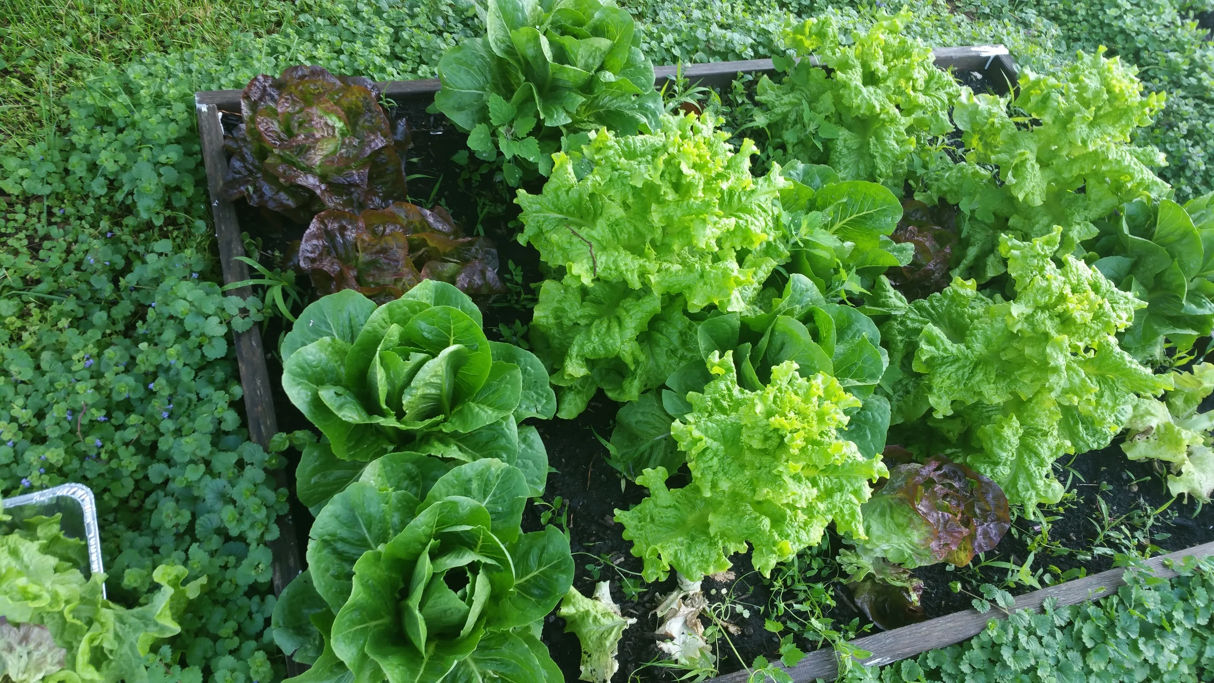 Lettuce