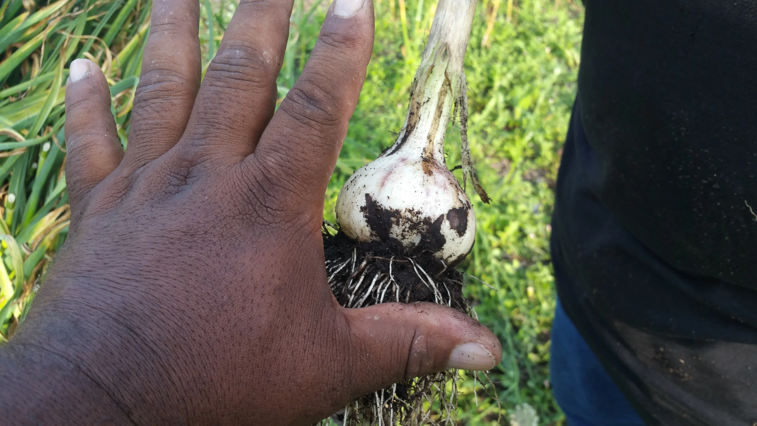 Garlic