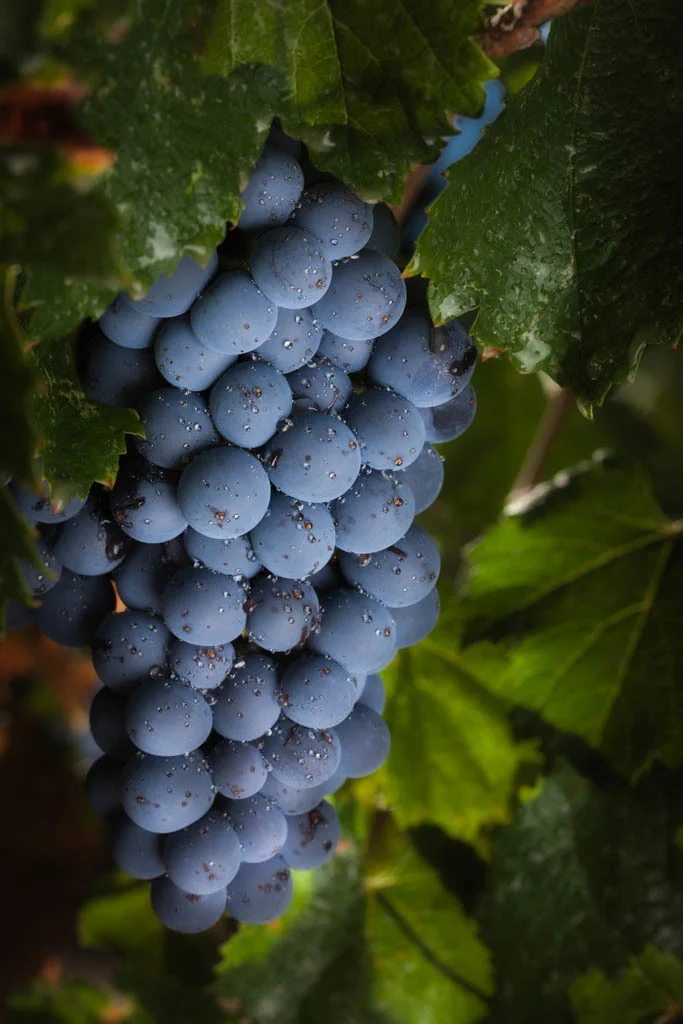 20120908_Paso_VineyardClass-237-Edit.jpg