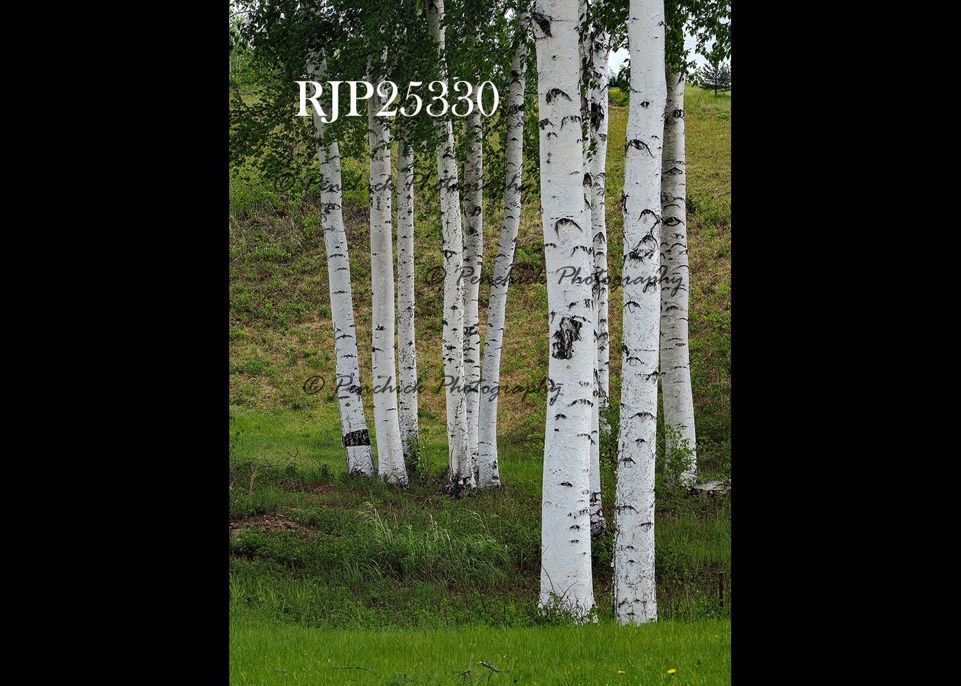 Scenic Alaska 6-2025 Wall Art Available for Purchase Contact: penchickphoto@gmail.com