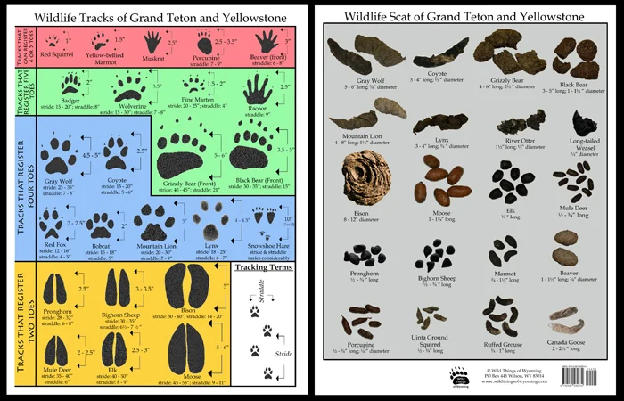Tracks And Scat Of Yellowstone And Grand Teton Wild Things Of Wyoming
