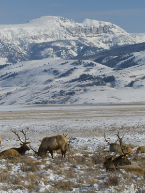 elkrefuge.jpg