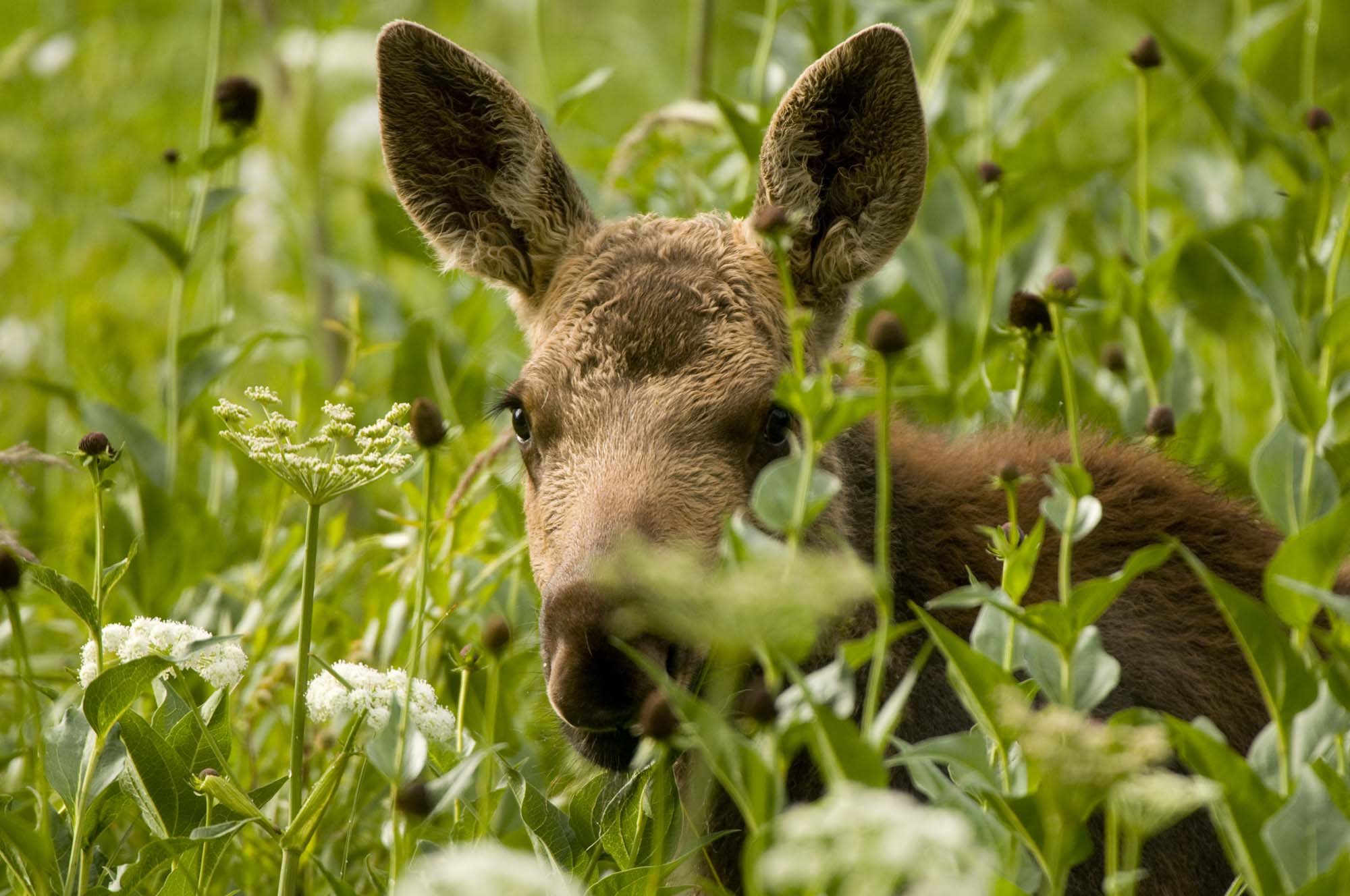 moosecalf7.jpg
