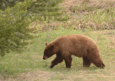 Black bear, moose, and much more