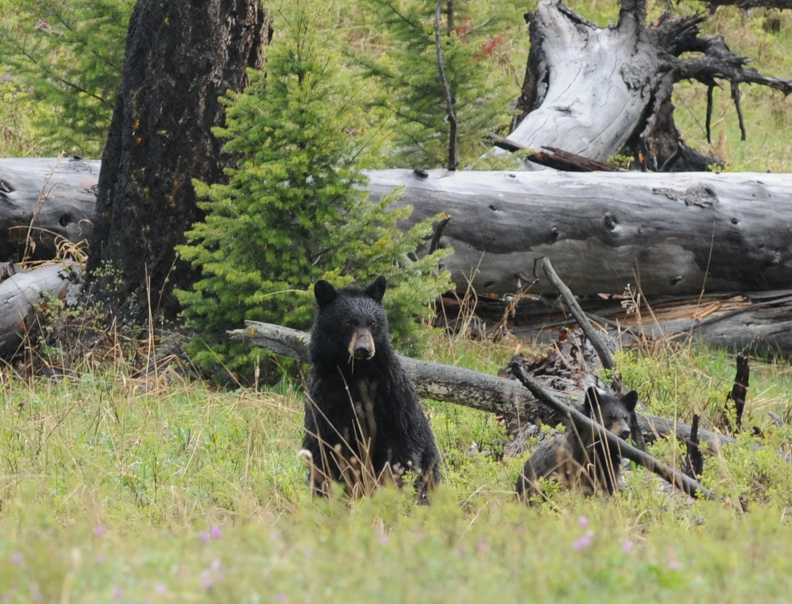Black Bears near the road...