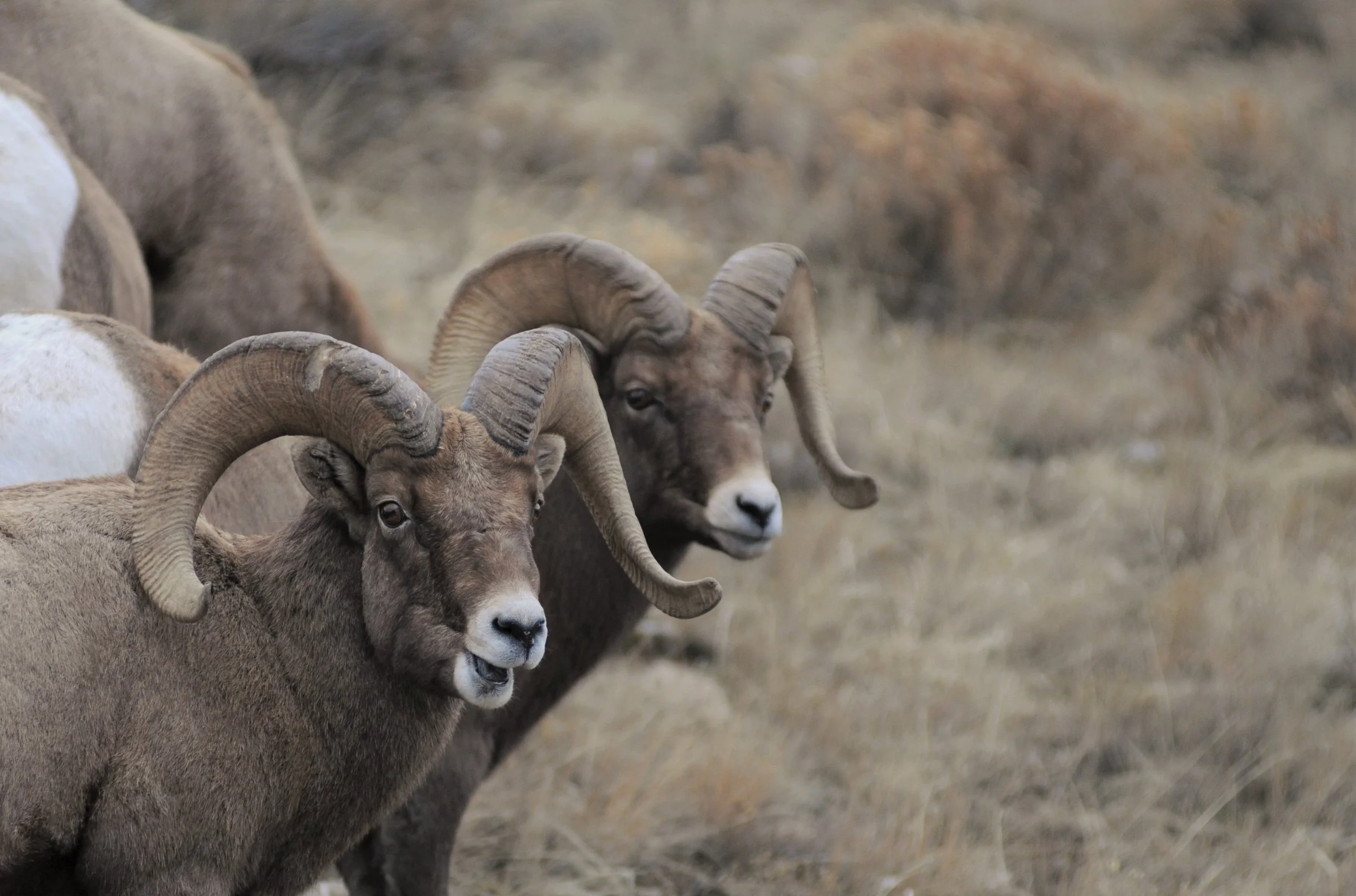 Big Horns return to Miller Butte