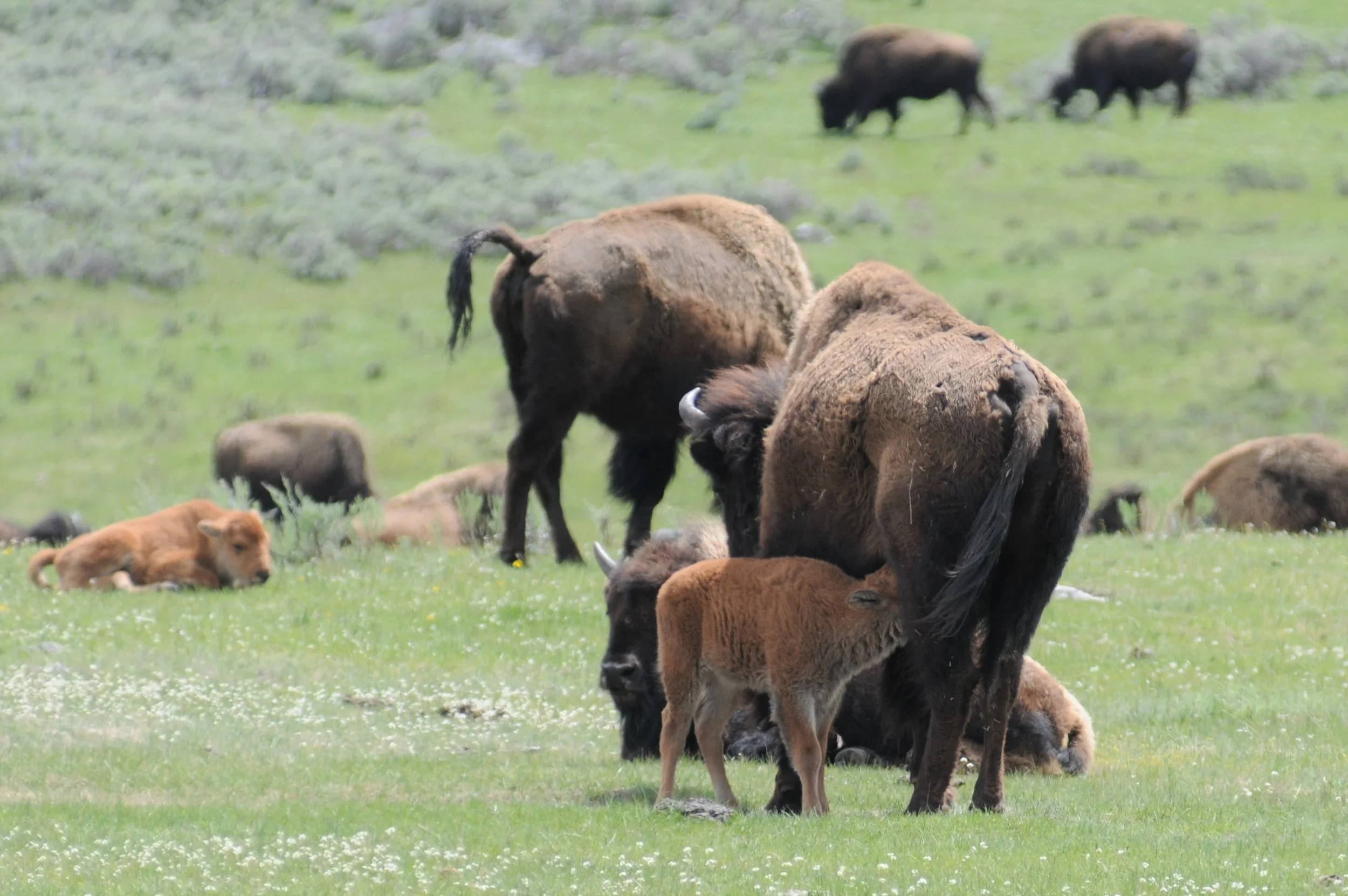 Fields of little orange calves