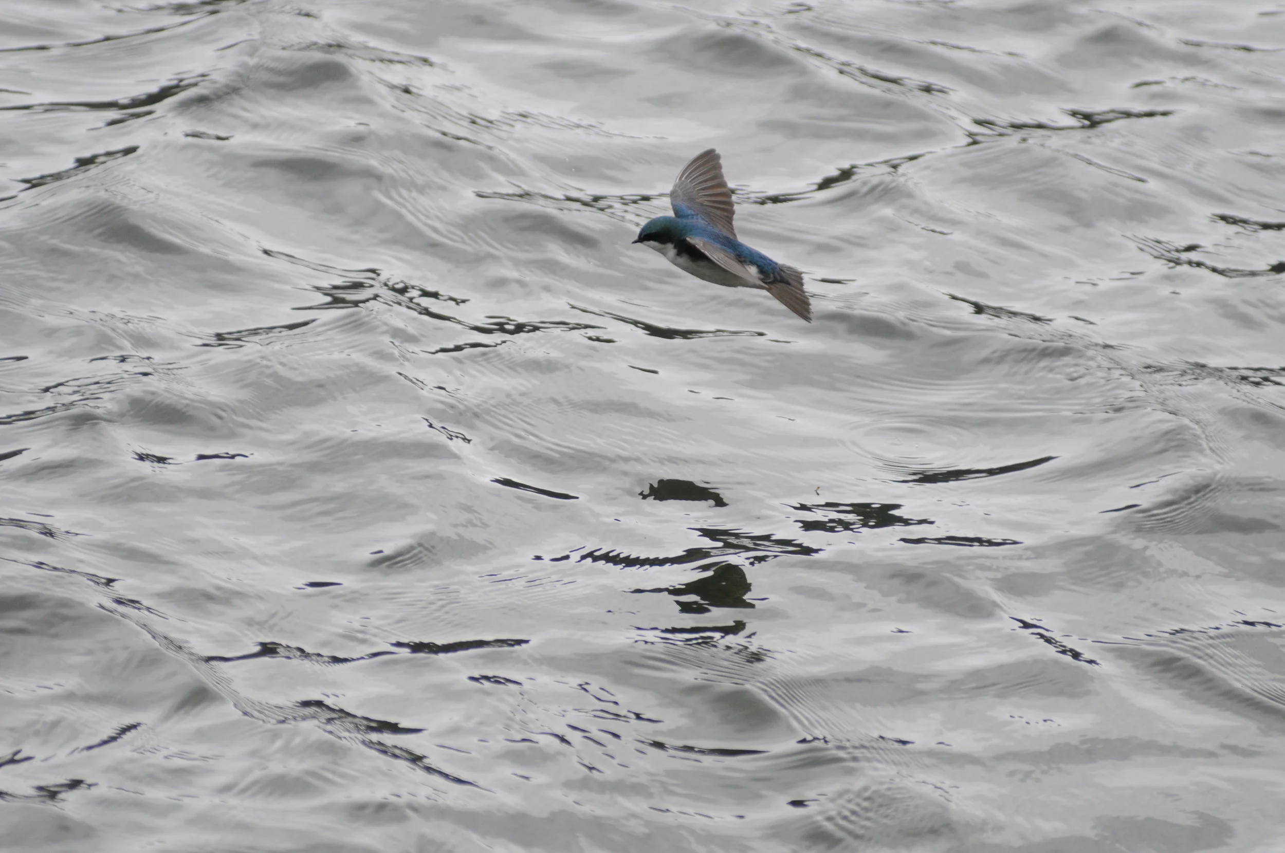 Swallows on Flat Creek
