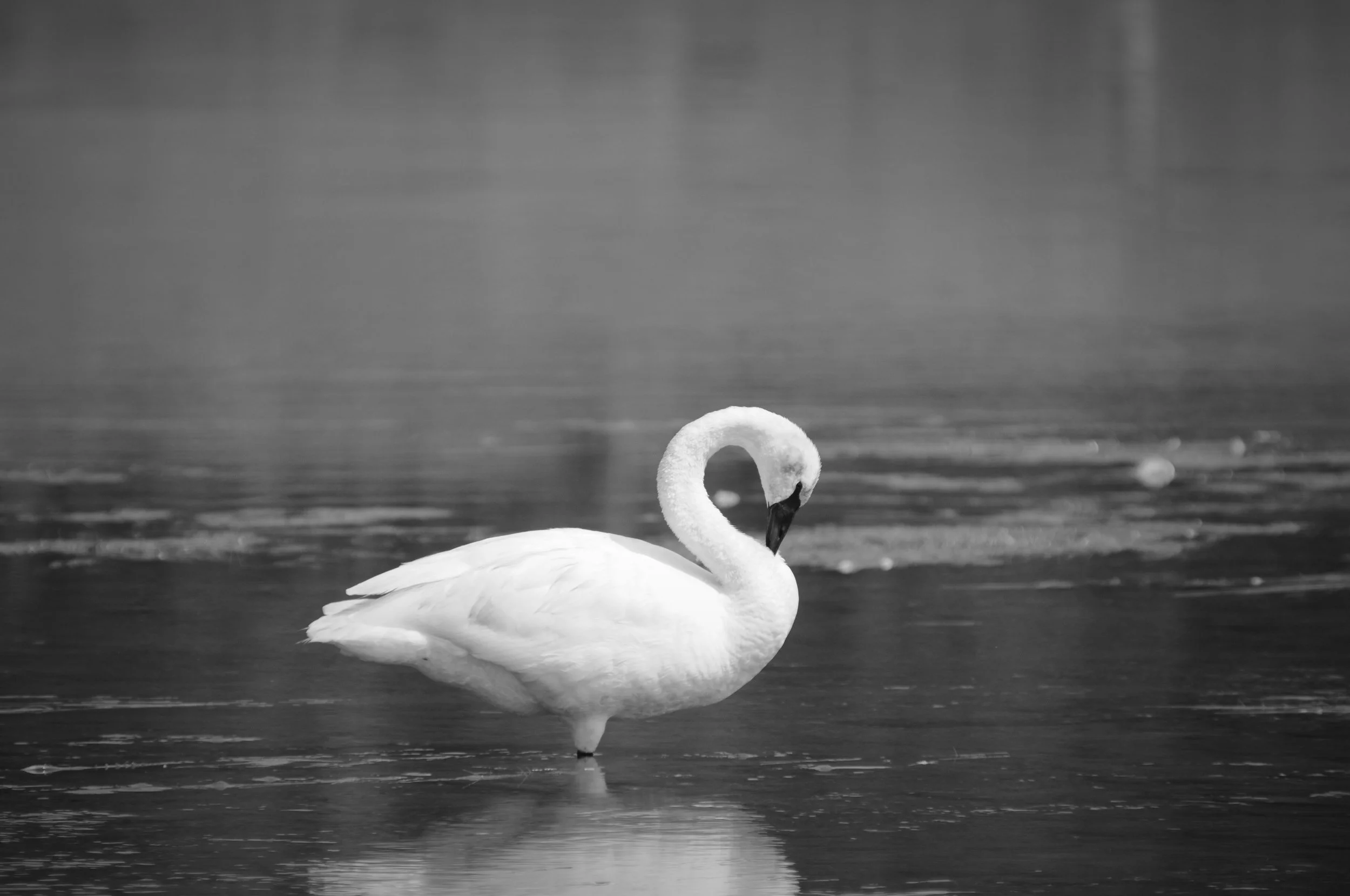 Swans are successful