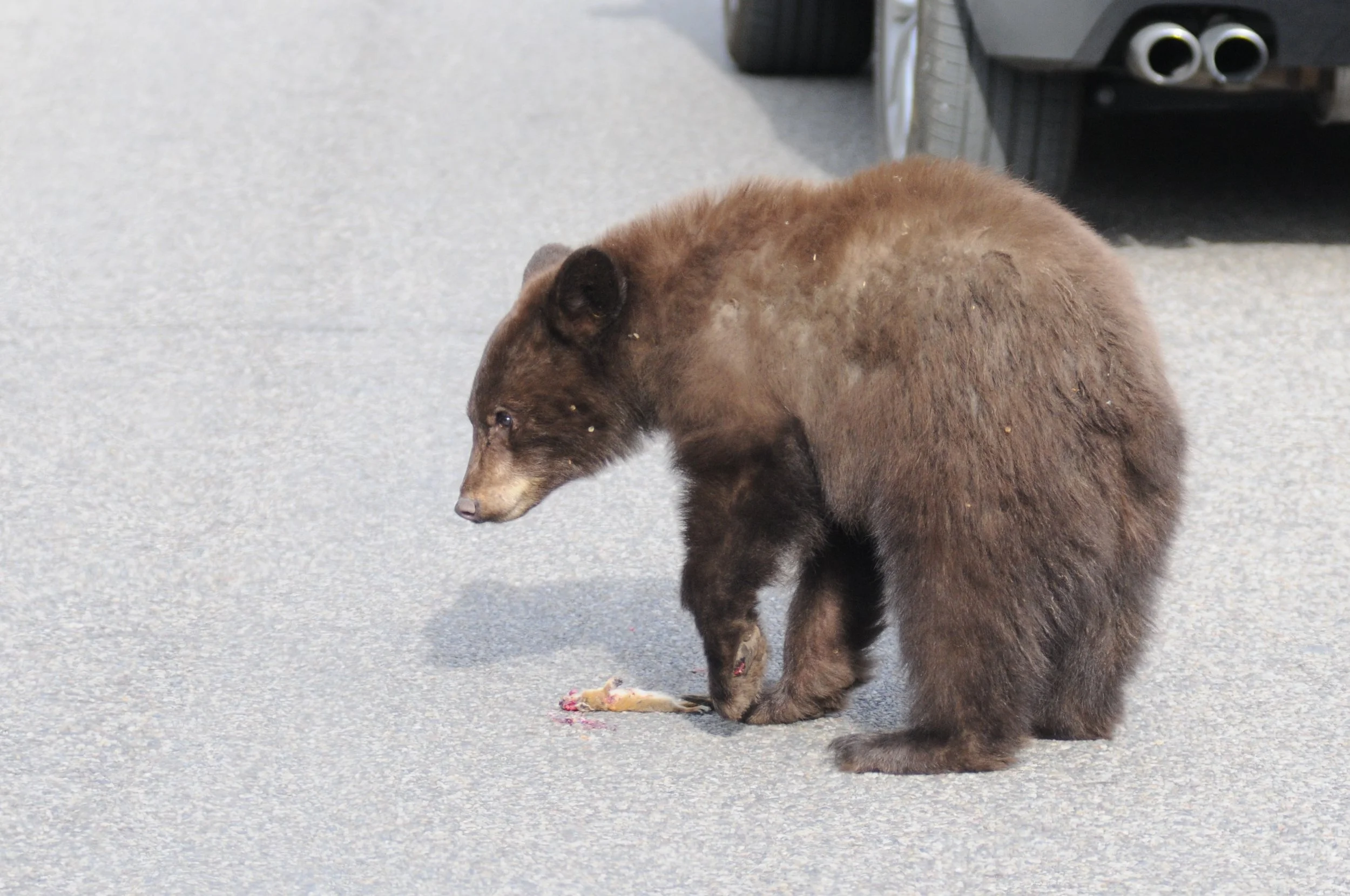 Black Bears on the Moose road?
