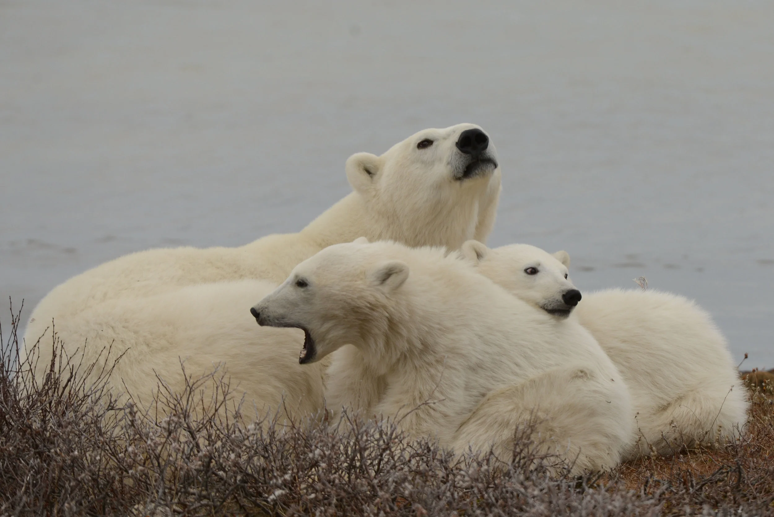 Polarbearpile.jpg