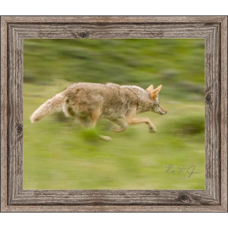 Coyote run with frame.jpg
