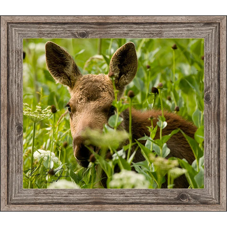 moosecalf with frame.jpg